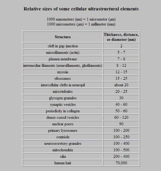 Relative sizes of some cellular ultrastructural elements Relative sizes of some cellular ultrastructural elements